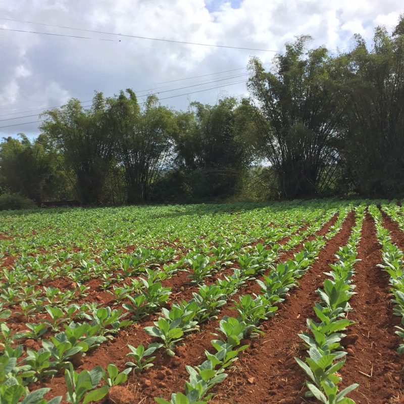 Tobacco Farm, Cuba; Mercedes Santana