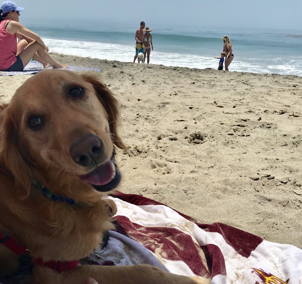 Day Trip: Leo Carrillo State Beach with a Dog - Passports and Papers