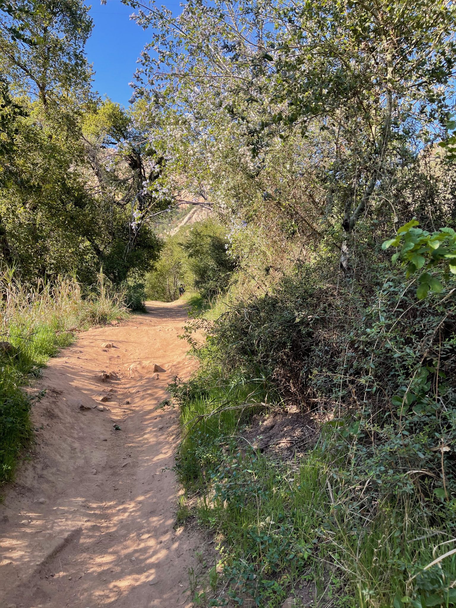Passport to Santa Barbara Passports and Papers